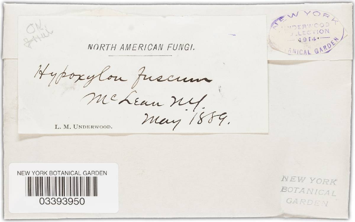 Hypoxylon fuscum image