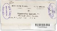 Hypoxylon fuscum image