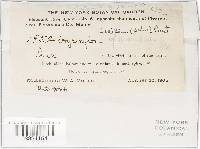 Nemania illita image