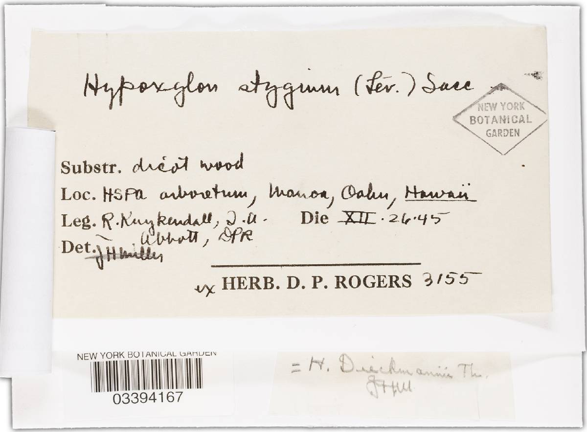 Hypoxylon investiens image