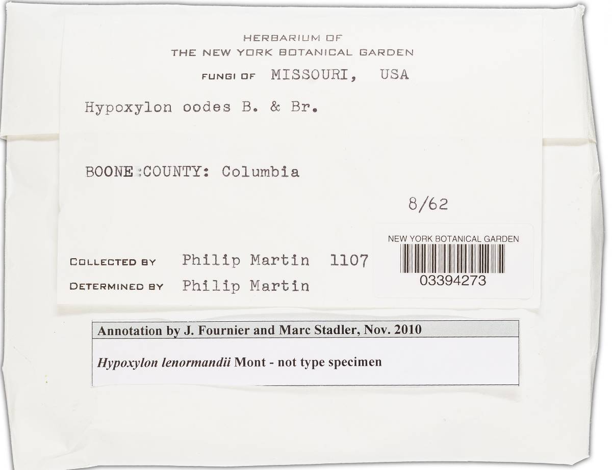 Hypoxylon lenormandii image