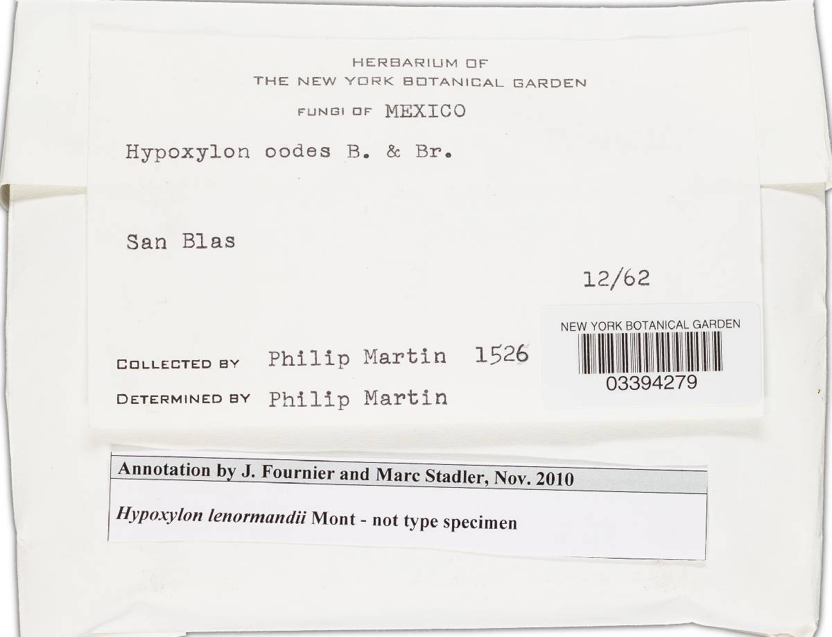 Hypoxylon lenormandii image