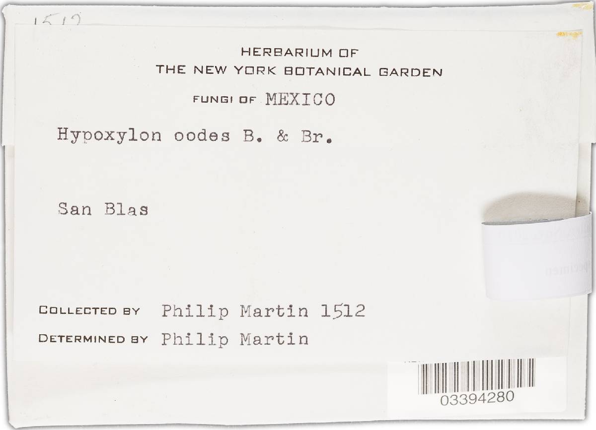Hypoxylon lenormandii image