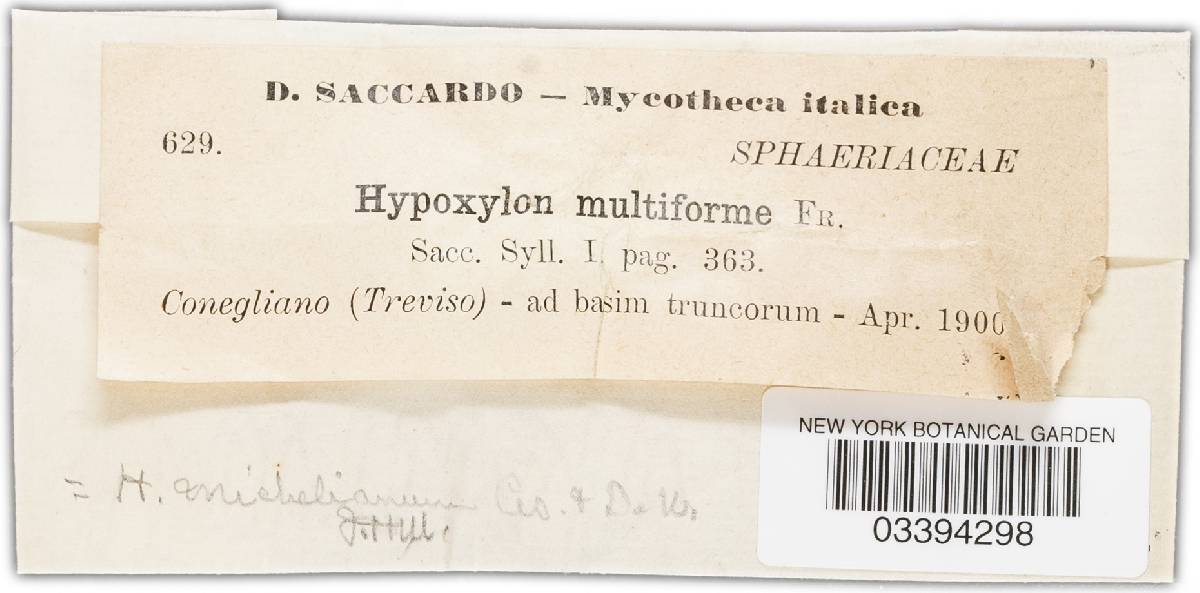 Annulohypoxylon michelianum image