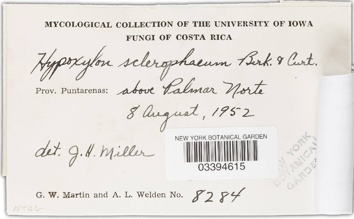 Pyrenopolyporus nicaraguensis image
