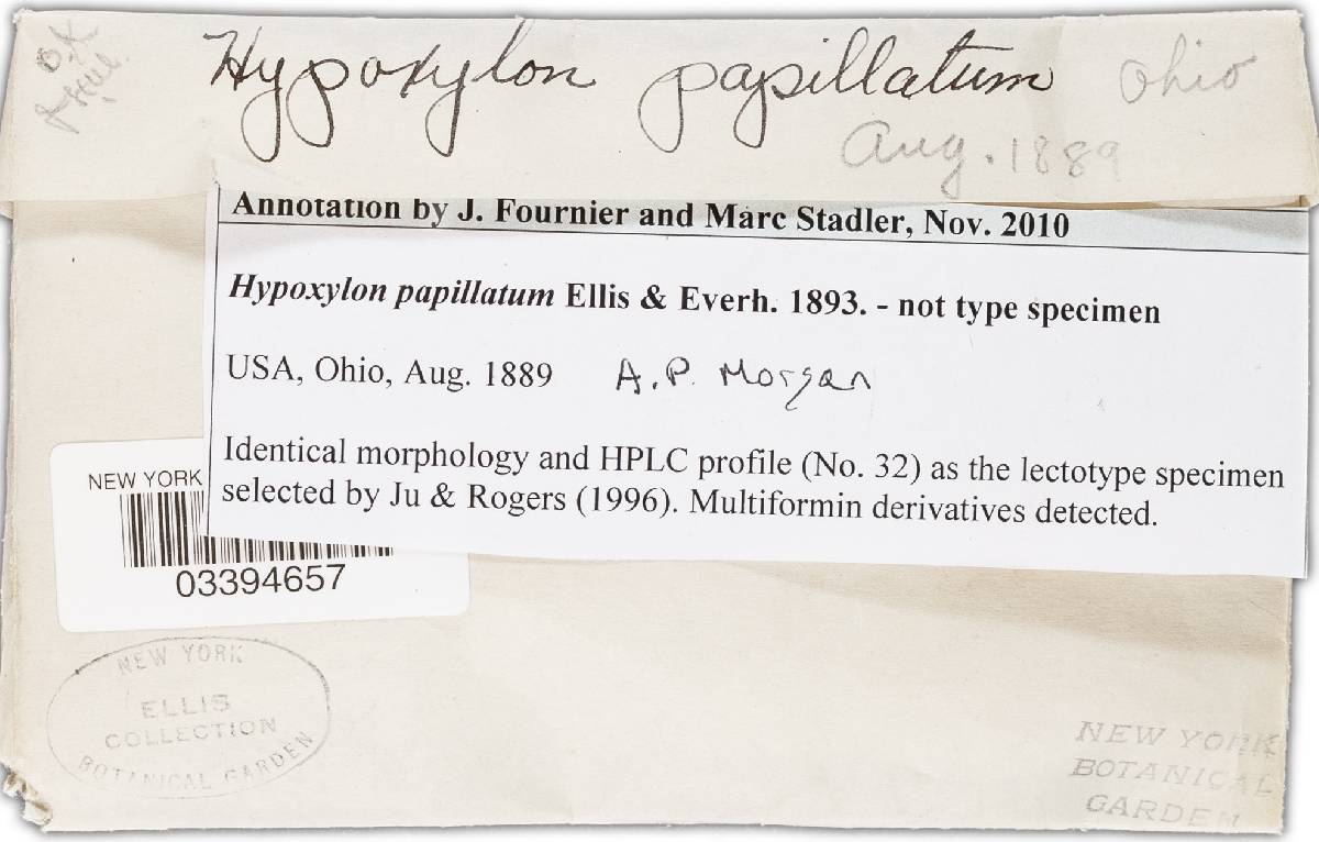 Hypoxylon papillatum image