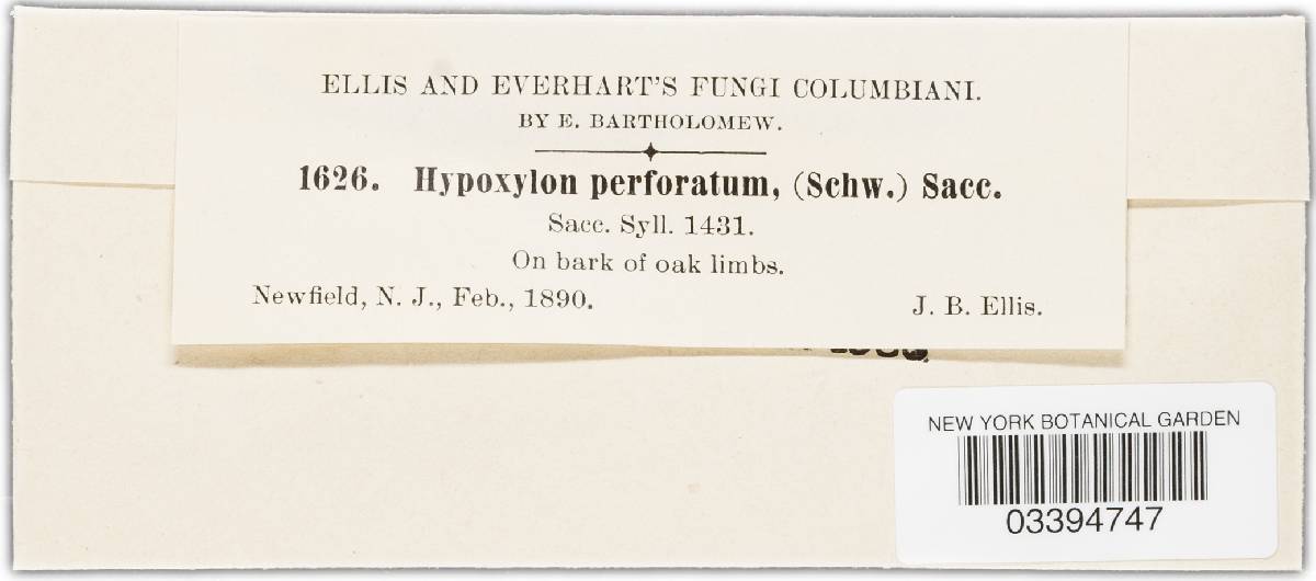 Hypoxylon perforatum image