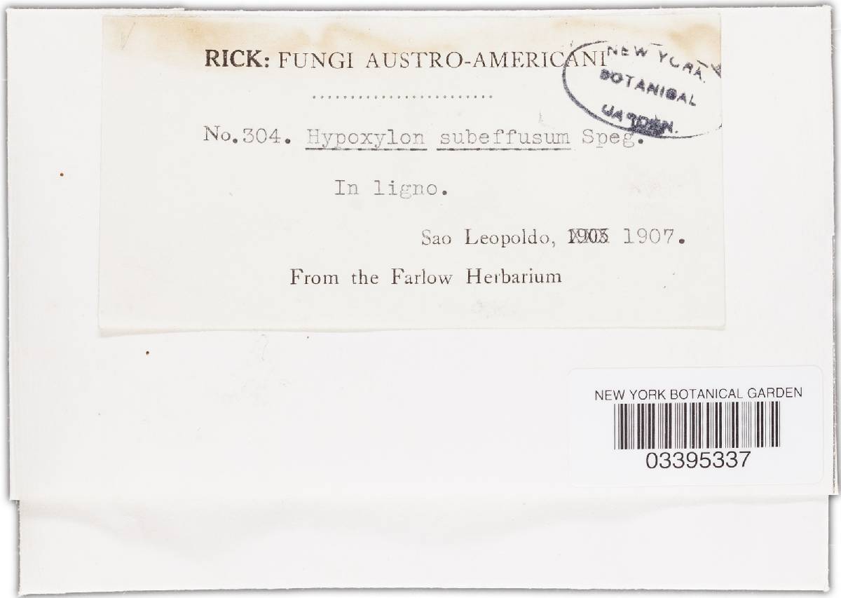Annulohypoxylon truncatum image