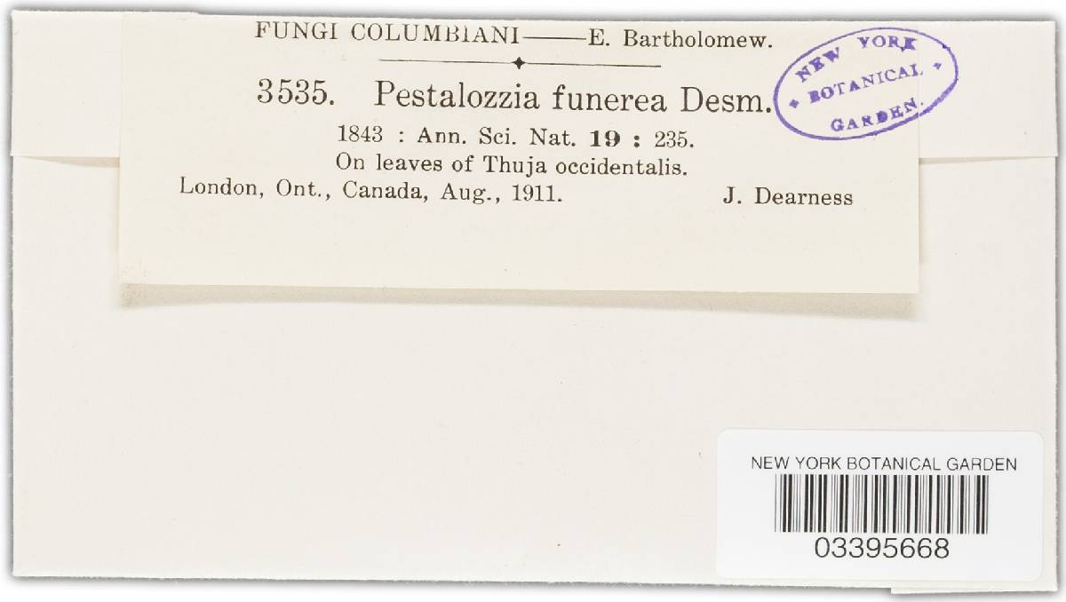 Pestalotia funerea image