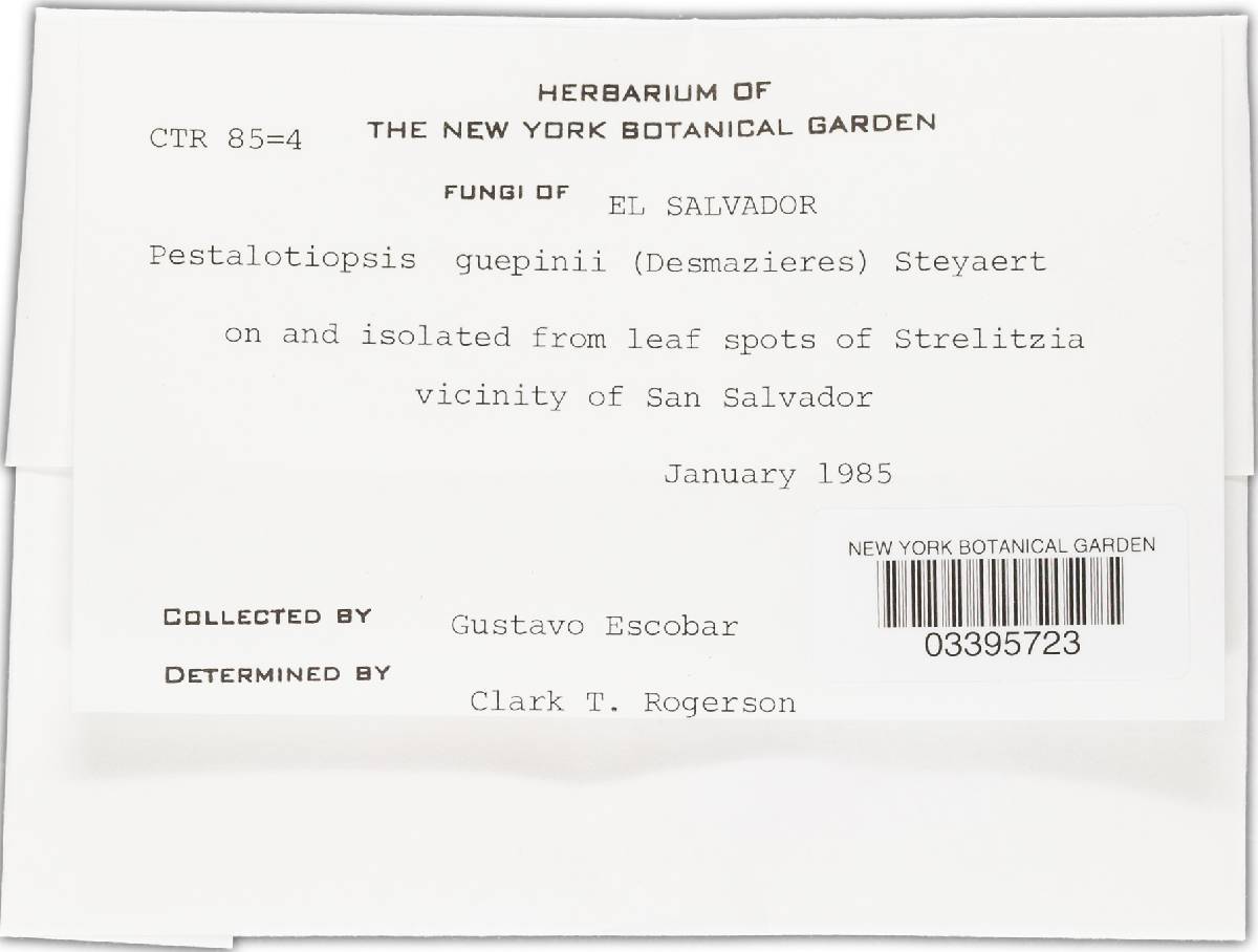 Pestalotia guepinii image