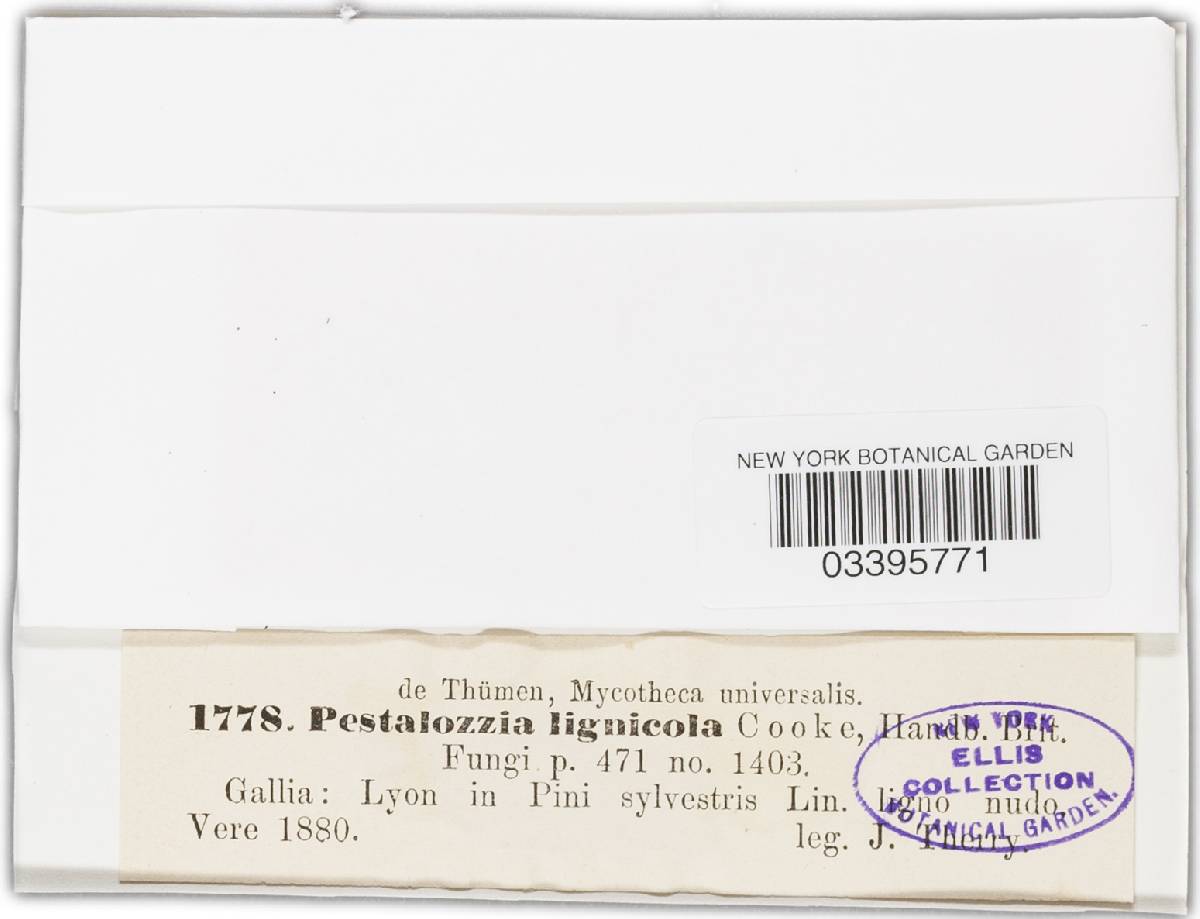 Pestalotia lignicola image