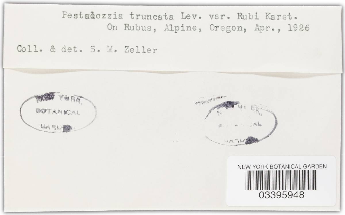 Pestalotia truncata image