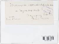Uromyces appendiculatus image