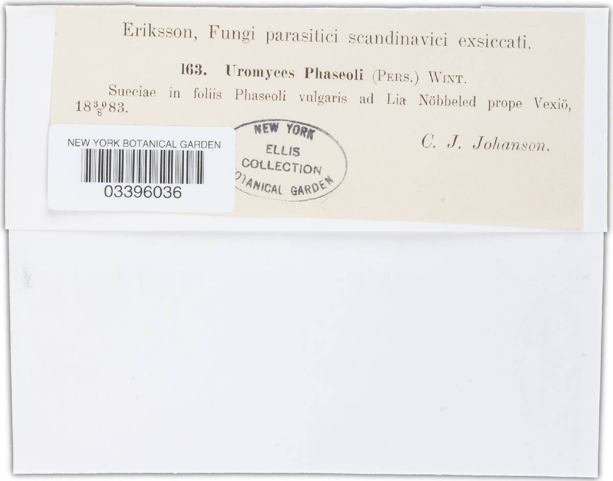 Uromyces appendiculatus image