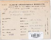 Uromyces appendiculatus image