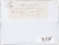 Uromyces appendiculatus image