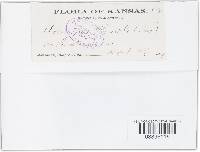 Uromyces appendiculatus image