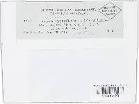 Uromyces appendiculatus image