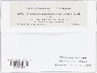 Uromyces appendiculatus image