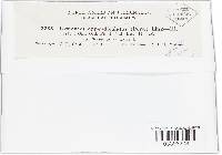 Uromyces appendiculatus image