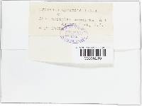 Uromyces appendiculatus image