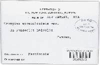 Uromyces appendiculatus image