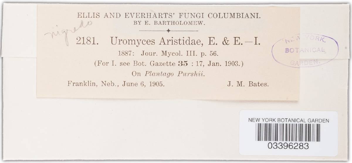 Uromyces aristidae image