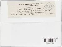 Uromyces asclepiadis image