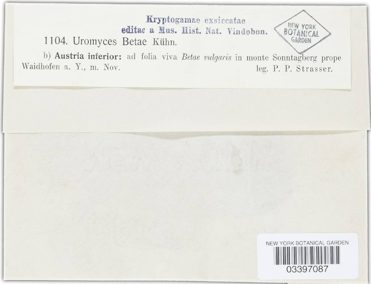 Uromyces beticola image