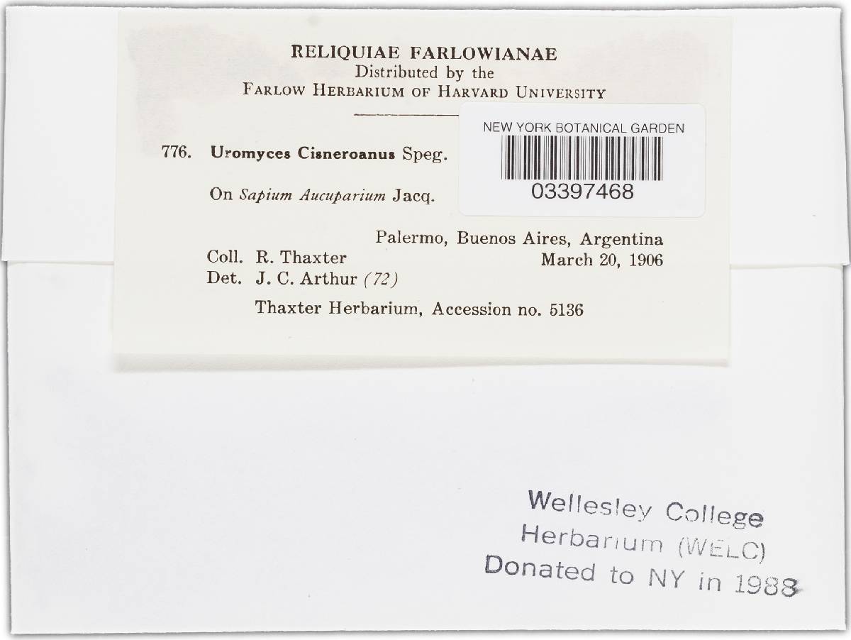 Uromyces cisneroanus image