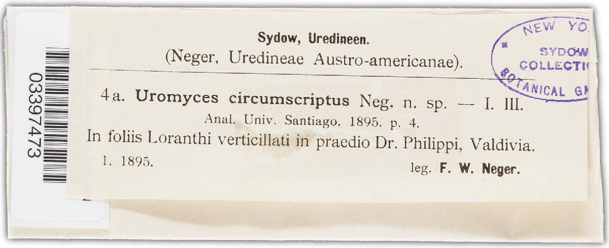 Uromyces circumscriptus image
