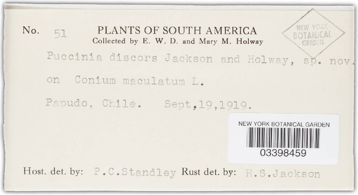 Puccinia discors image