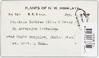 Puccinia duthiae image