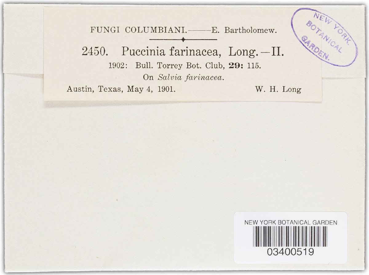 Puccinia farinacea var. farinacea image