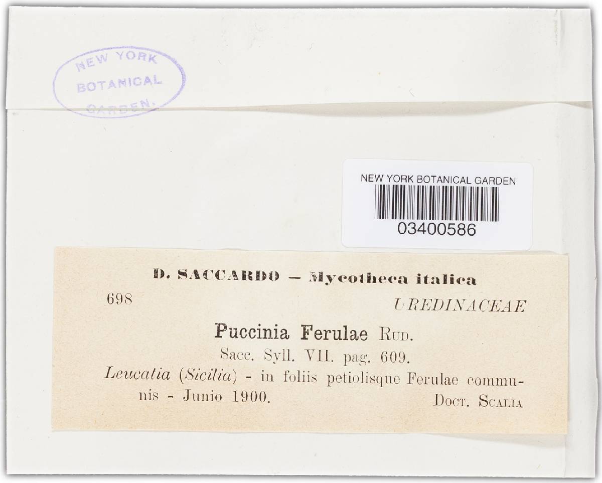 Puccinia ferulae image