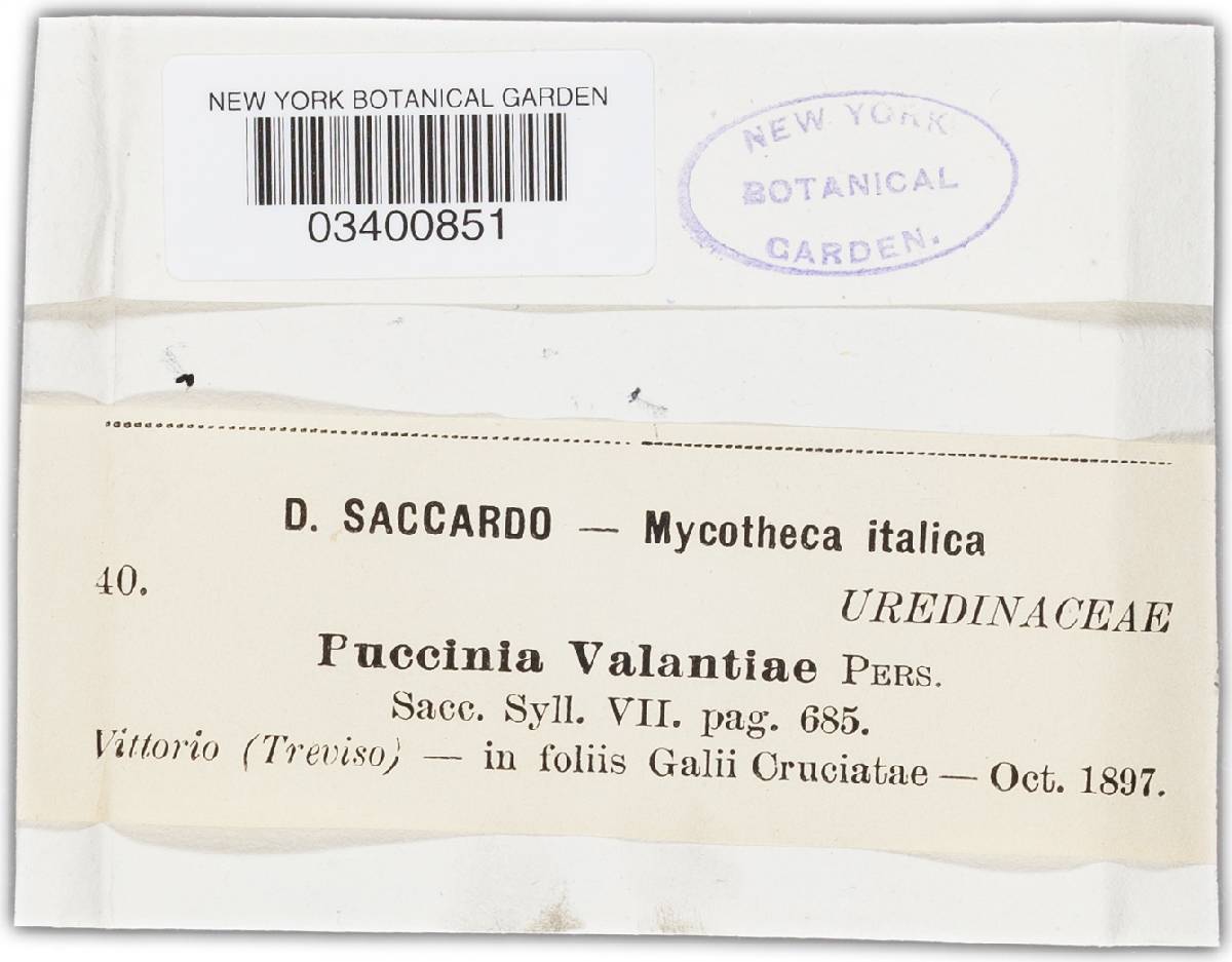 Puccinia galii-verni image