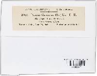 Puccinia gentianae image
