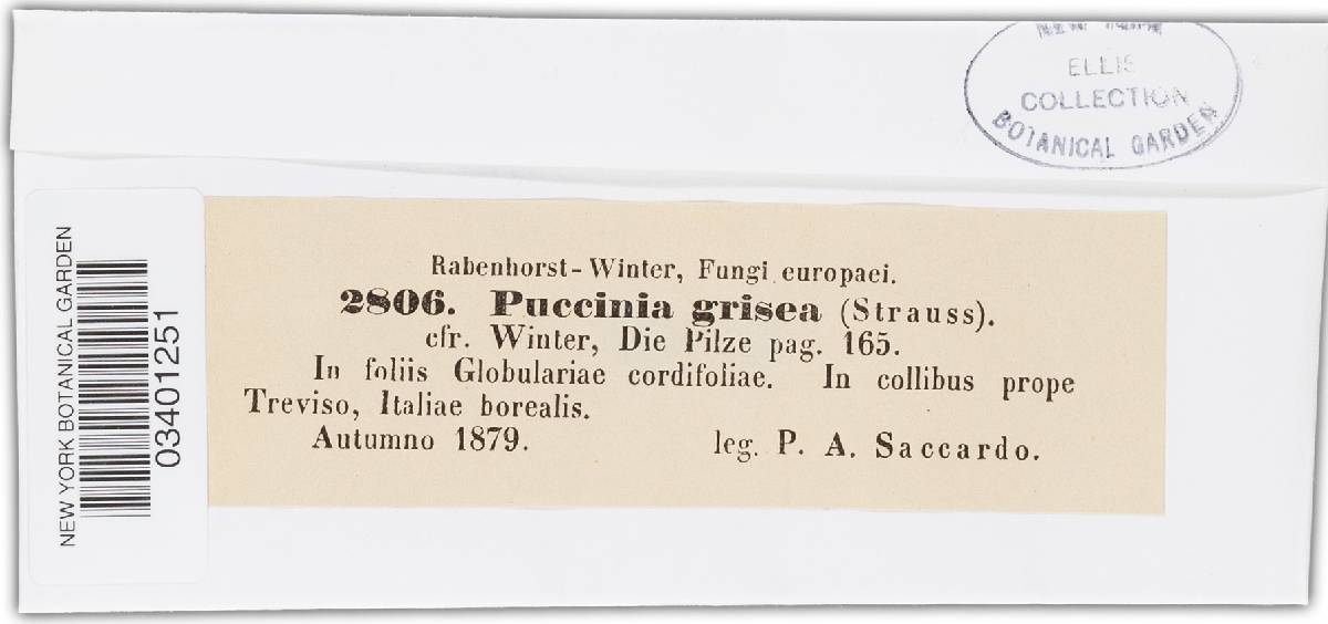 Puccinia globulariae image