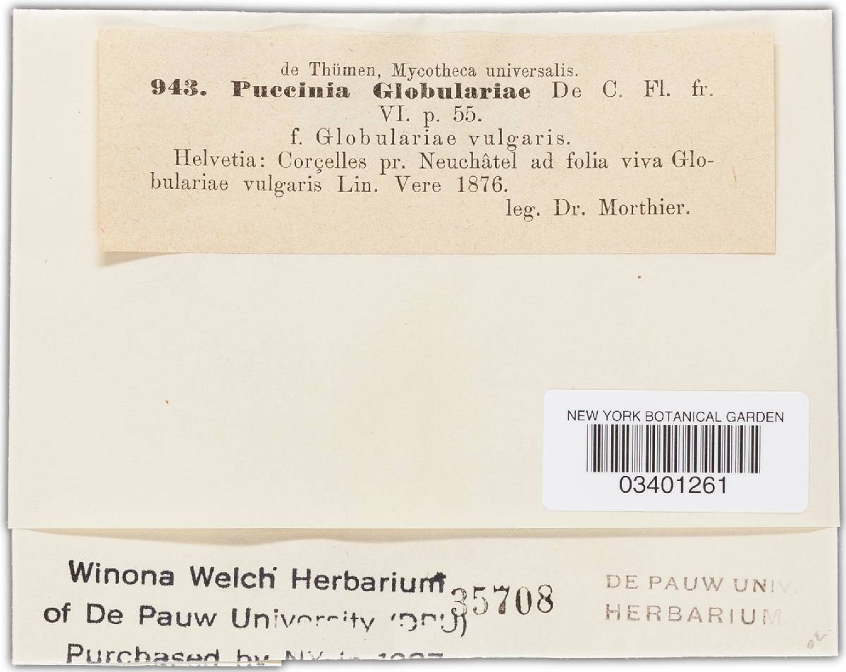 Puccinia globulariae image