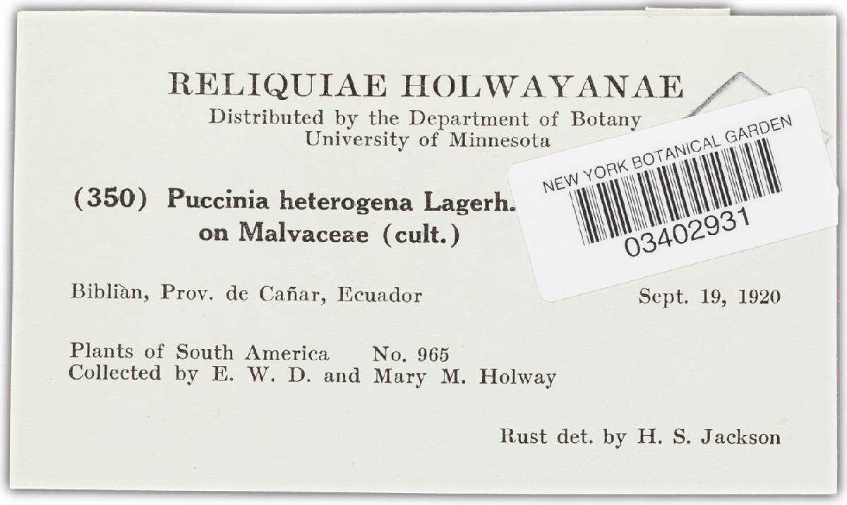 Puccinia heterogenea image
