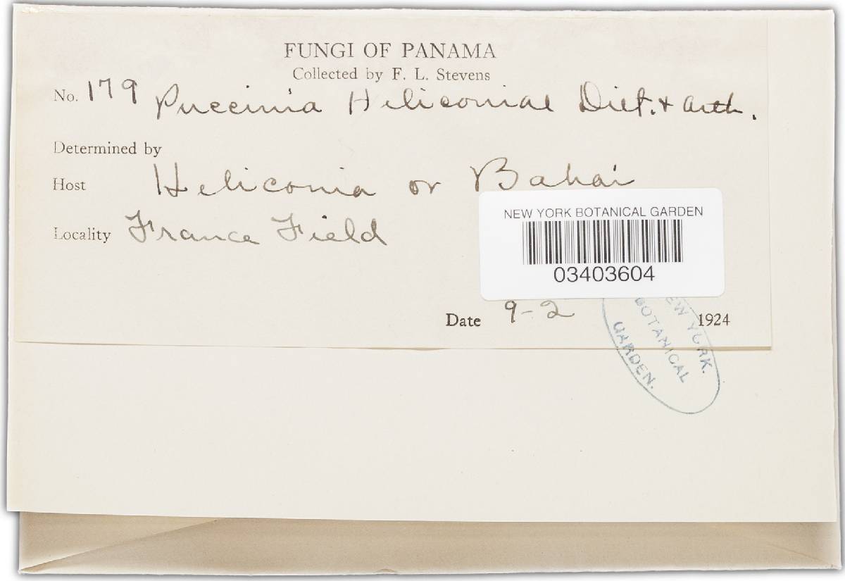 Puccinia heliconiae image