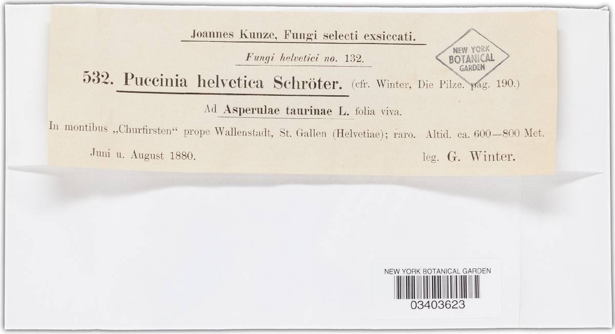 Puccinia helvetica image