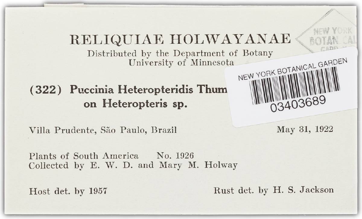 Puccinia heteropteridis image