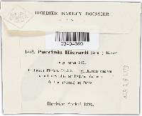 Puccinia hieracii image