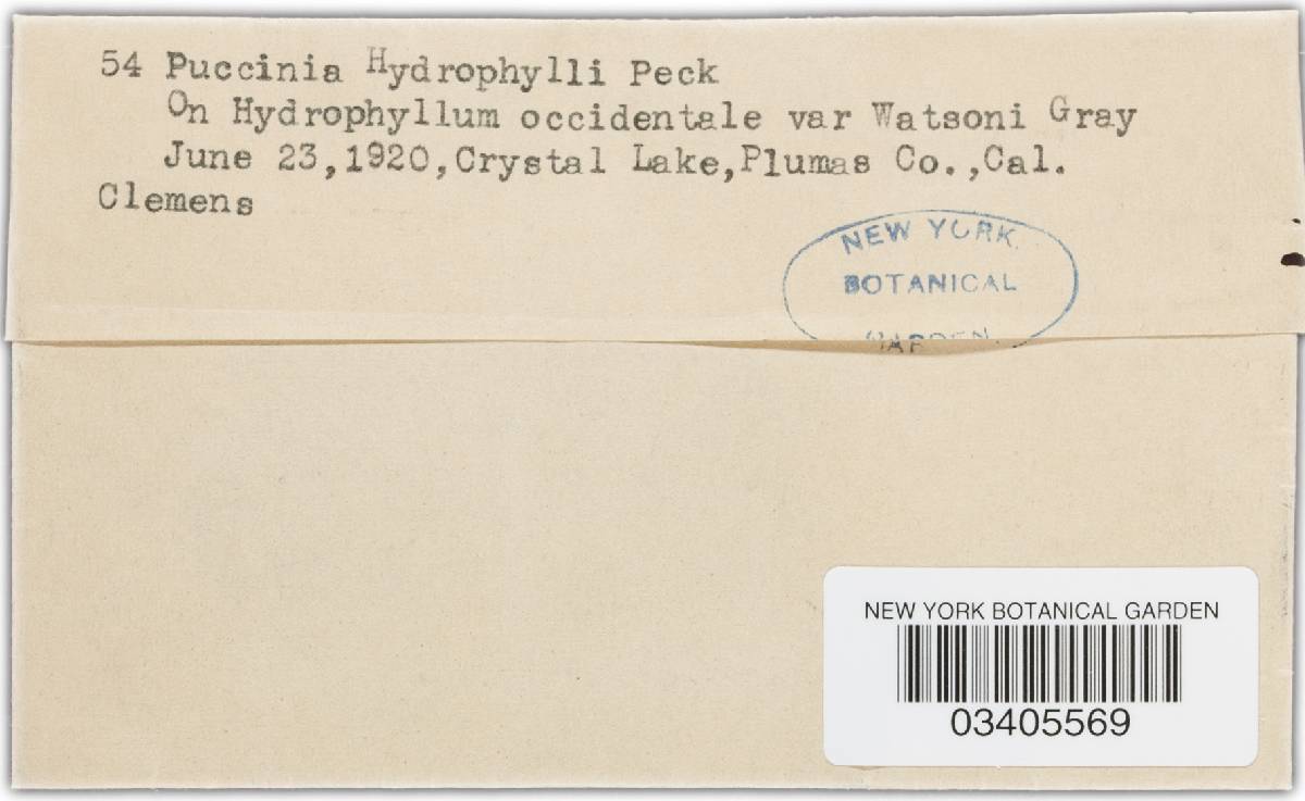 Puccinia hydrocotyles image