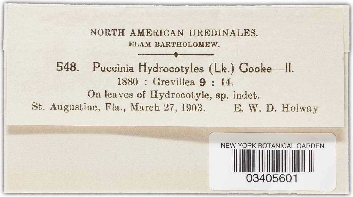 Puccinia hydrocotyles image