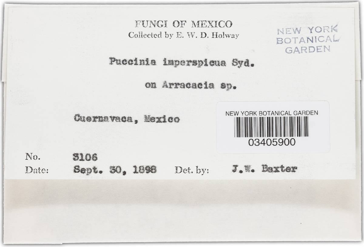 Puccinia imperspicua image