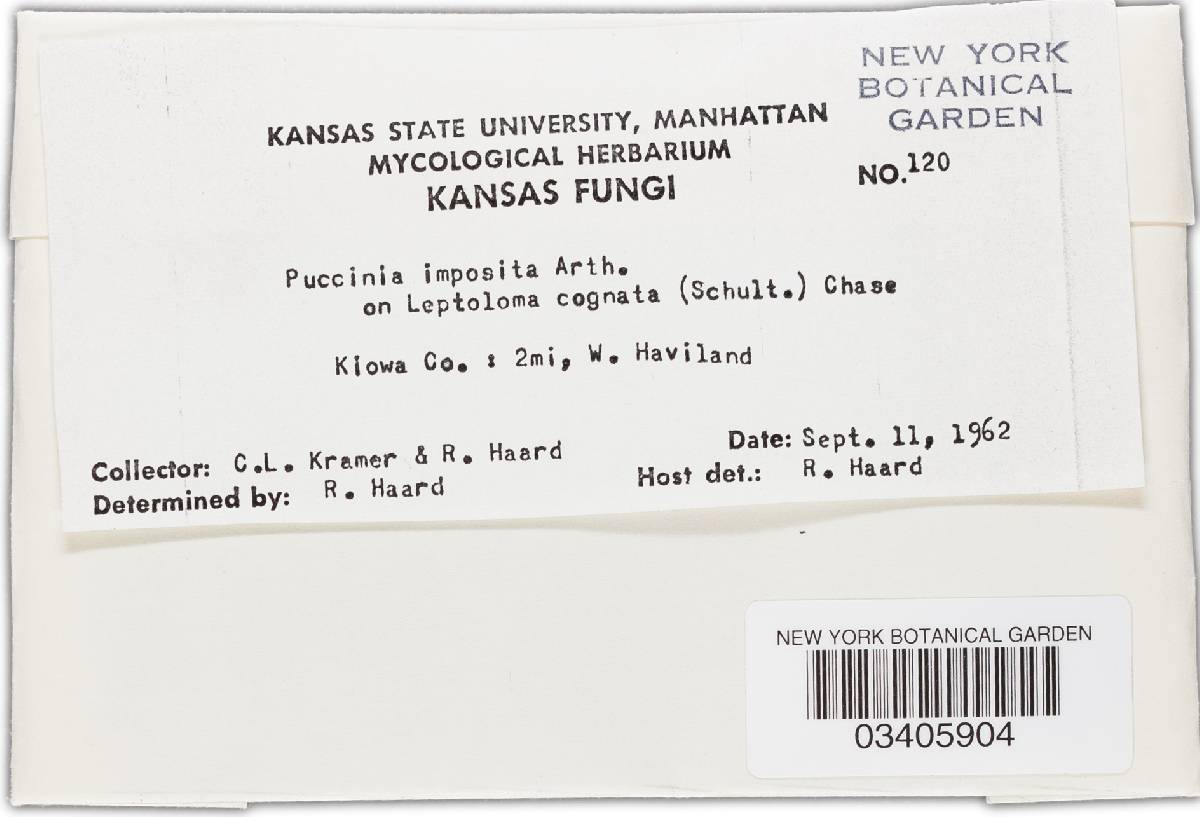 Puccinia imposita image