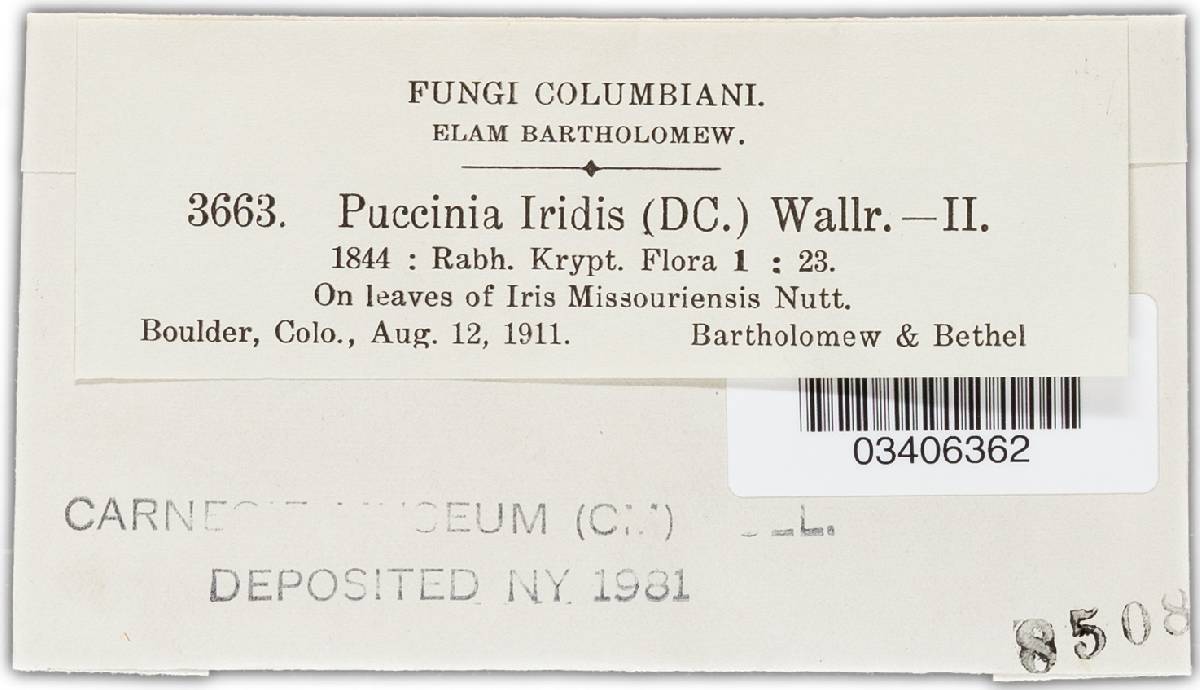 Puccinia iridis image