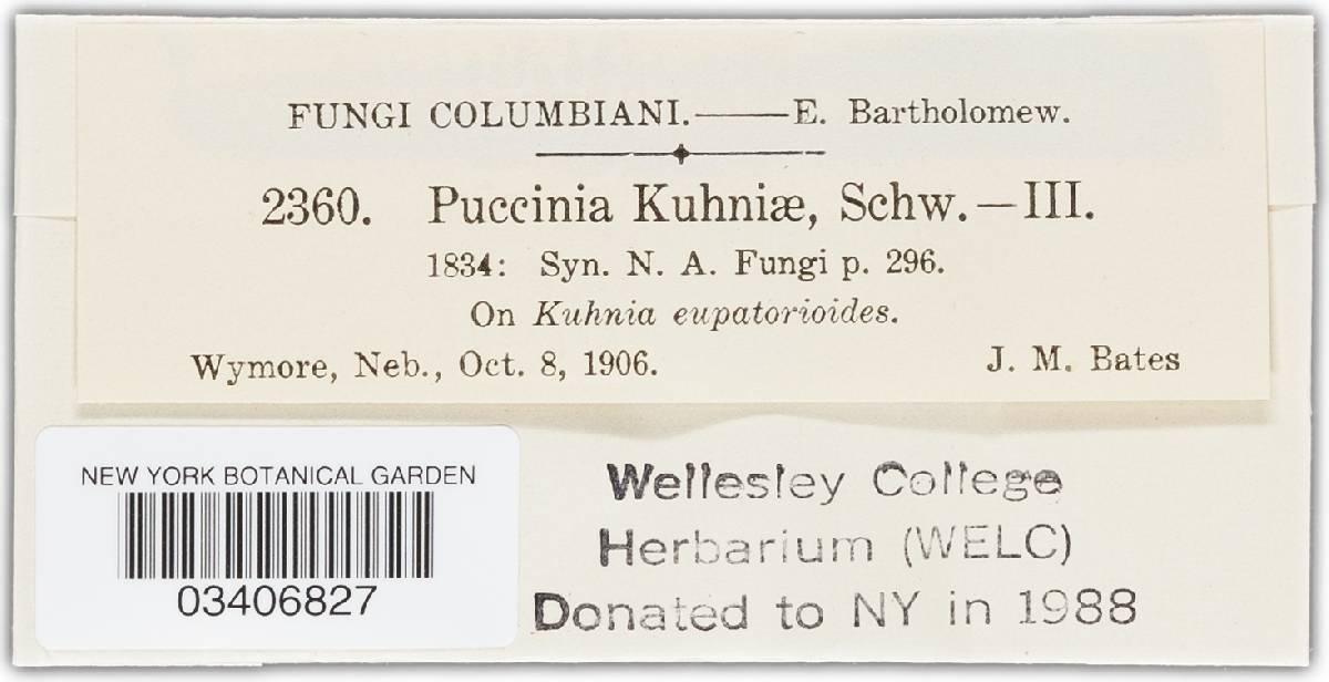 Puccinia kuhniae var. kuhniae image
